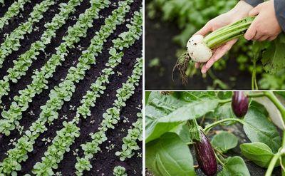 Knuspr – Fotoproduktion für den Online-Supermarkt